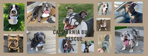 California Bully Rescue
