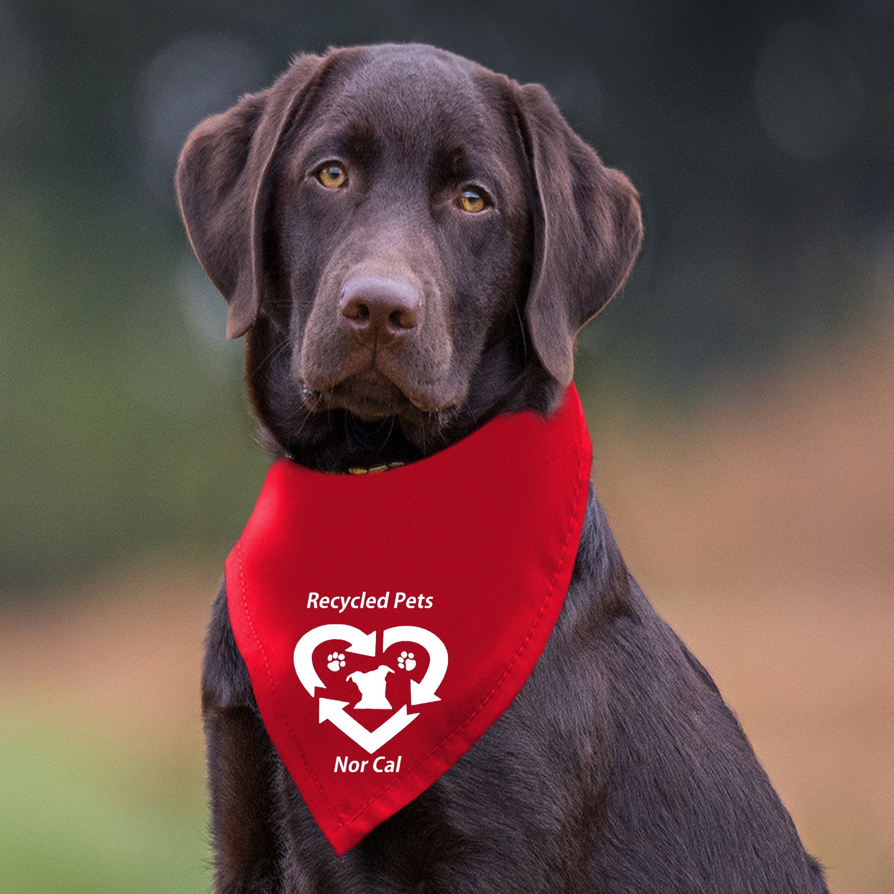 Recycled Pets NorCal Doggie Bandana - Ruff Life Rescue Wear